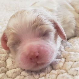 Red Party female - Red and white female Cockapoo puppy in Howell, Michigan from Robbin's Treasures