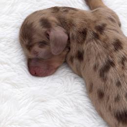 Girl 2 - Dapple female Dachshund puppy in Homestead, Florida from Florida Mini Dachshunds and Danes