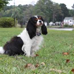 Layla - Cavalier King Charles Spaniel