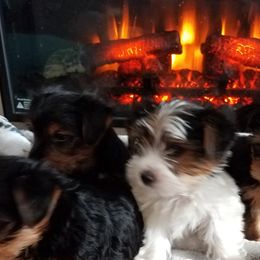Goldendoodles and Yorkshire Terriers from Mathiasons Little Barkers