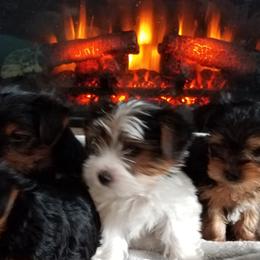 Goldendoodles and Yorkshire Terriers from Mathiasons Little Barkers