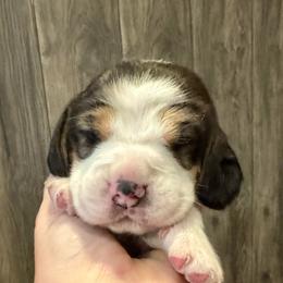 Blue Boy - Black white and tan male Beagle puppy in Viper, Kentucky from Mountain Top