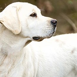Labrador Retrievers from Still Creek Labradors