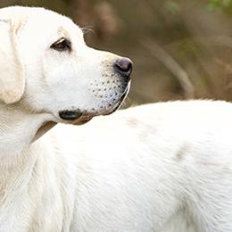 Labrador Retrievers from Still Creek Labradors
