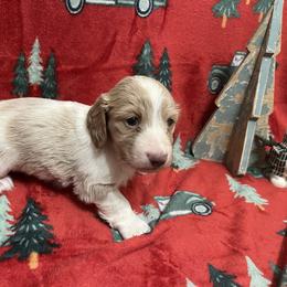 Carson - Piebald male Dachshund puppy in Massachusetts from Honey Bee Dachshunds