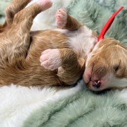 Eden - Red  female Goldendoodle puppy in Knoxville, Tennessee from Graystone Doodles