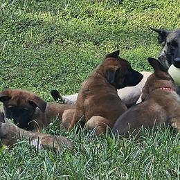 Shadow - Belgian Malinois