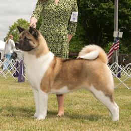 Cleo - Akita