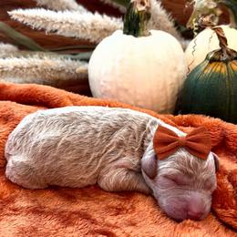 Amber - Apricot female Goldendoodle puppy in Easley, South Carolina from Our Darling Doodles