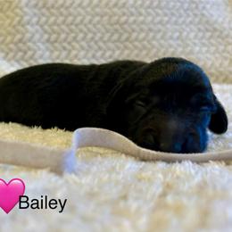 Bailey - Black female Dachshund puppy in Huntington, Arkansas from Rockstar.Weiners