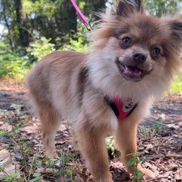 Buttercup (cuddle baby) - Chocolate sable female Pomeranian puppy in Hughes Springs, Texas from Hughes Springs Tx Poms