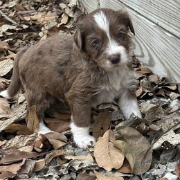 Boy 2 - Brown merle male Aussiedoodle puppy in Hillsboro, Illinois from Perfect Paws Puppies
