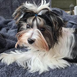 Biewer Terrier Puppies from Biewers von Lamel