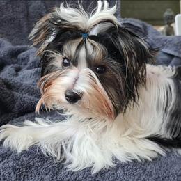 Biewer Terrier Puppies from Biewers von Lamel