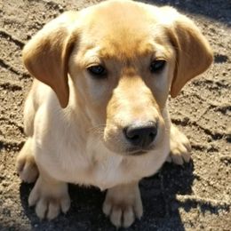Labrador Retrievers from High Prairie Canines