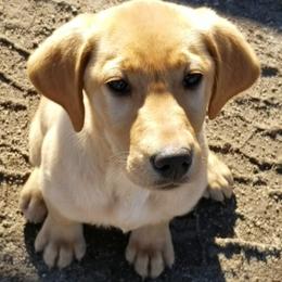 Labrador Retrievers from High Prairie Canines