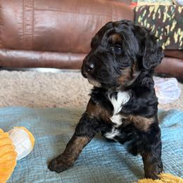 Rupert - Tri-color male Bernedoodle puppy in Newkirk, Oklahoma from Dirty Dogs Doodles