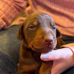 Red Girl - Red and rust female Doberman Pinscher puppy in Centralia, Missouri from TopSpots Farm