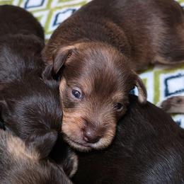 Dozer - Liver male Miniature Schnauzer puppy in Fredericksburg, Virginia from Liver Legends