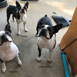 Boston Terrier and Bullmastiff All Grown Up from Melkev's Bullmastiffs and Boston Terriers