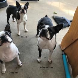 Boston Terrier and Bullmastiff All Grown Up from Melkev's Bullmastiffs and Boston Terriers