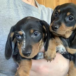 Dachshund Puppies from Sassafras Dachshunds