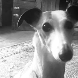 Miniature Schnauzers and Whippets from Saving Grace