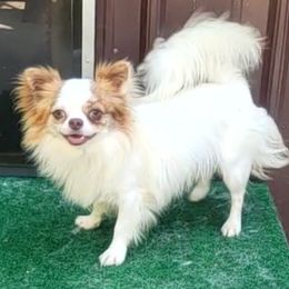CJ - Chihuahua
