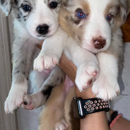 Border Collies from Sessums Farm