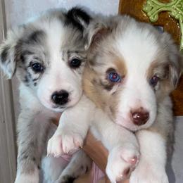 Border Collies from Sessums Farm