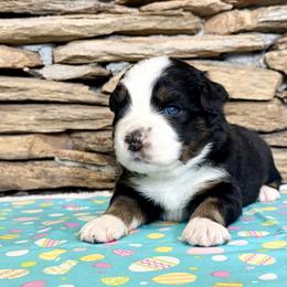 Vega - Black tri-color female Australian Shepherd puppy in Red Springs, North Carolina from Julia Rose Ranch