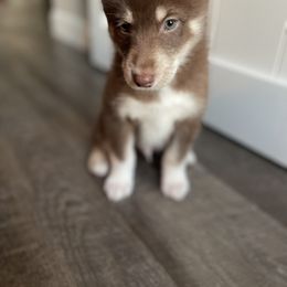Monkey - Chocolate Pomsky puppy in Kentwood, Michigan from Pupstar Pomskies
