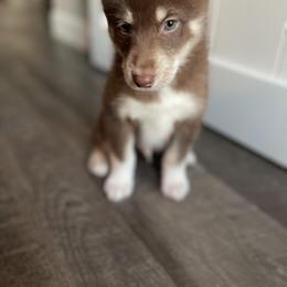 Monkey - Chocolate Pomsky puppy in Kentwood, Michigan from Pupstar Pomskies