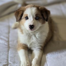 Nari - Border Collie