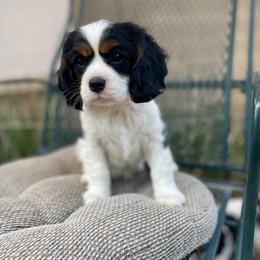 Sadie - Tri-color female Cavalier King Charles Spaniel puppy in Phoenix, Arizona from Larisa's Cavaliers