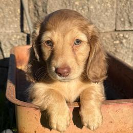 George (AKC) - Cream male Dachshund puppy in Valley Springs, California from Renberg's Elite Dachshunds