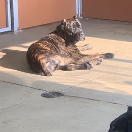 Cane Corso from Giant’s Grounds