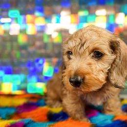 American Corgi, Dachshund, and Pembroke Welsh Corgi Puppies from Shining A Lowriders & Co.