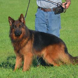 Boy 4 - Black and red German Shepherd puppy in Chrisney, Indiana from Indiana German Shepherds