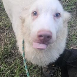 Charleston - White and red male Yakutian Laika puppy in Harlem, Georgia from Trailblazer Yakutian Laikas