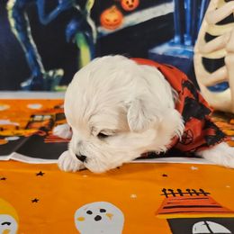 Clarence red 1 - White and buff male Bichon Frise puppy in Lavon, Texas from Sissy’s Heavenly Paws