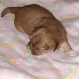 Shih Tzu Puppies from Highland Farms Shih Tzu & Imperial Beauties
