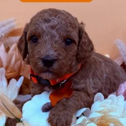 Snap- Orange Collar - Red  male Goldendoodle puppy in Cape Coral, Florida from Nay Nays Mini Doodles