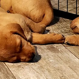 "Sibling love " Labrador Retriever Puppies from Victory Retrievers