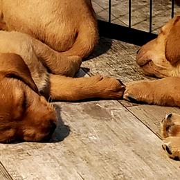 "Sibling love " Labrador Retriever Puppies from Victory Retrievers