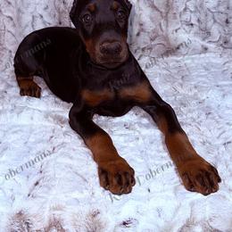 Mint - Black and rust female Doberman Pinscher puppy in Louisville, Kentucky from Ruiz Dobermans