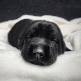 Vizzini - Green Collared - Black male Labrador Retriever puppy in Cocoa, Florida from Harrison's Lakeside Labradors LLC