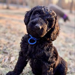 Duke - Aussiedoodle puppy from Boondock Doodles