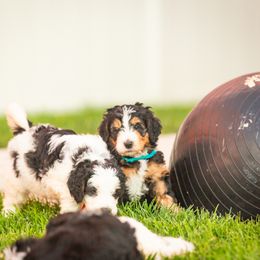 Bernedoodle and Goldendoodle Puppies from Sunnydoodle Utah