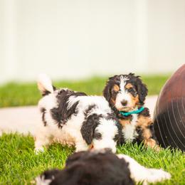 Bernedoodle and Goldendoodle Puppies from Sunnydoodle Utah